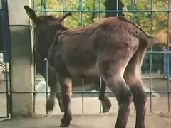 Zoo Sex Lol