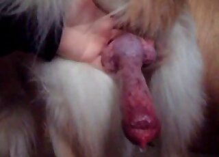 Red penis of a dog is in the spotlight here