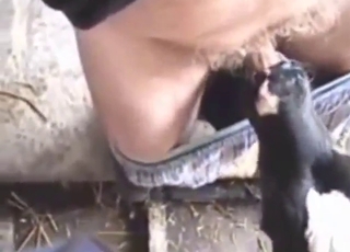 رجل يمارس الجنس مع الأبقار الصغيرة عن طريق الفم ويكون الأمر جامحًا