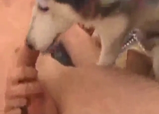 Dude licking husky's pussy and fucking it