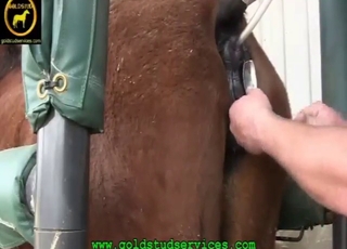 Hard fisting session for a brown fur mare slut