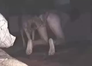 Dog-banging babe is gonna get her phat vag ruined