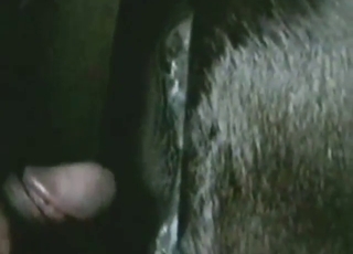 ممارسة الجنس مع الحيوانات مع فتحة ساخنة لفرس سوداء