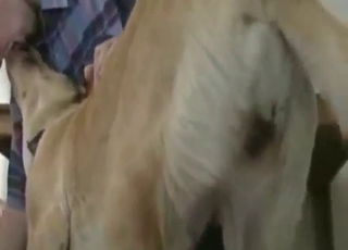 Dude massaging his cock into that dog's vag