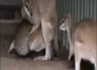 Állati kurvák elélvezése kemény szeretkezés közben