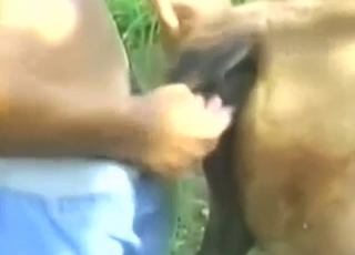 Good-looking animal gets its hole fucked silly