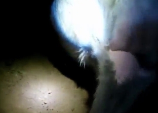 Zoo porn with goat fingering and other fun stuff