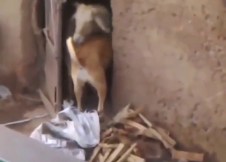 Sheep and dog fuck scene with no stopping