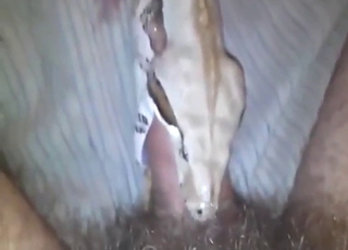 Sexy animal is going to deepthroat human dick