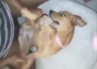 الجنس في حديقة الحيوان يُظهر لماذا يمكنك القذف في ثوانٍ