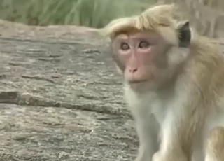 Animals mating in a kinky compilation here