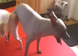 Two small animals are going to fuck each other