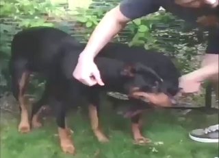 Don't mind two Dobermans fucking each other