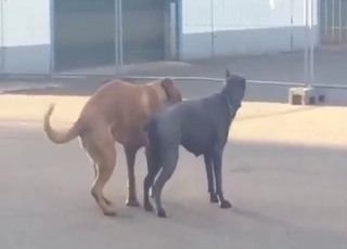 Turned-on animals fucking each other outside