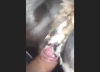 Dude is going to insert his penis in a beast hole