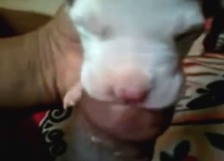 Dude uses his cock to make the beast orgasm