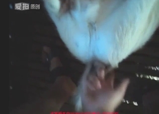 Goat porn movie with a slutty animal moaning