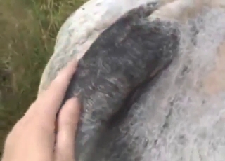 ثور في فيلم إباحي عن ممارسة الجنس مع الحيوانات بقضيبه المنتصب، يا له من أمر مثير!