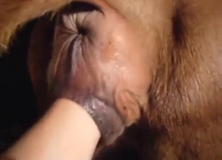 Zoo porno s tesným kretén dostáva päsť