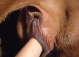 Zoo porn with a tight asshole getting fisted