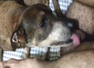 Bestiality sex shows dog licking his hairy cock