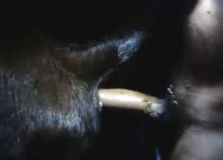 Pooping-themed zoo sex with a slutty cow