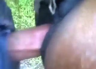 Zoo porn shows a guy using his dick for a mare