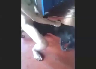 Thai guy fucks a black dog from behind, deep