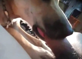 Hairy cock getting licked on camera, it's spicy