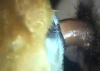 Koleś rucha seksowne zwierzę od tyłu