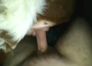 Cow-fucking bestiality sex scene with close-ups