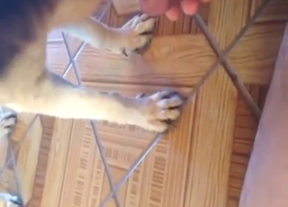 Fellatio zoo sex with a beast licking all over