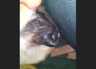 उस जानवर को तब तक उंगली से छूना जब तक वह चीखना बंद न कर दे