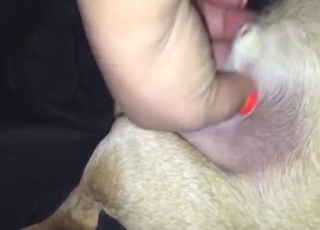 Stroking session with a small dog getting crazy