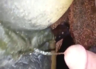 Urine as lube in a hot zoo porn movie, close-ups