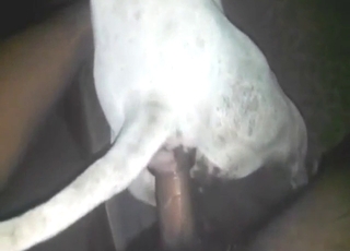 Pitbull whore getting fucked from behind, deep
