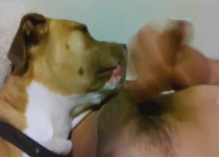 Dog is going to lick up and down the cock for fun