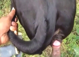 Dude has a black dog and he fucks it so well