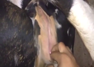 Cow vag is going to get fucked by a fisting dude