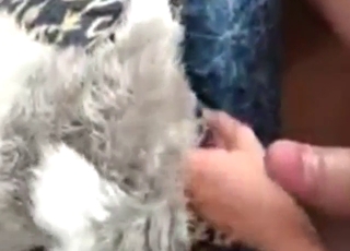 Fortunate fuck for a Husky with a loose hole