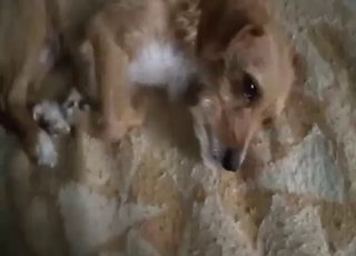 Sexed-up animal enjoys doggystyle and more