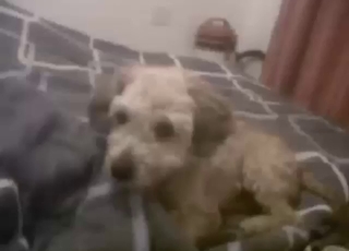 Dog is going to enjoy zoo sex, hot licking, etc.