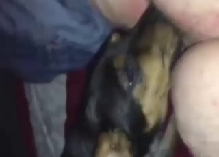 Zoo porn with a sexy dog being proper nasty