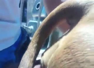 Bitch-ass animal taking hard dick from behind