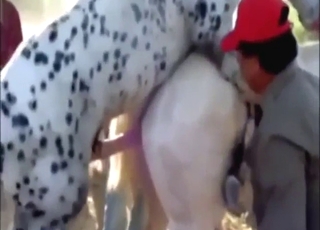 Zoo sex with a Dalmatian taking that hole