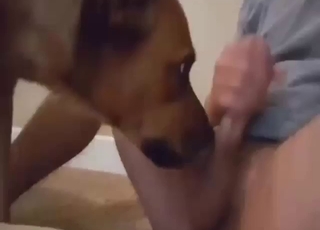Bestiality sex scene with a guy who gets sucked