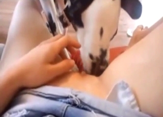 Dalmatian practicing its insane oral skills here