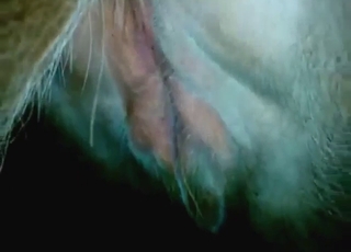 Animal fuck scene ends with legitimate orgasms