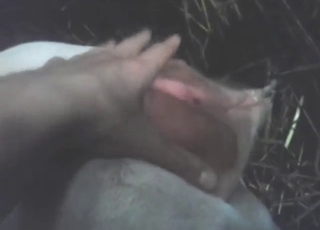 Cow pussy is going to get power-fucked, fisted