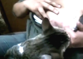 एक खिलखिलाती MILF के सामने बिल्ली के निप्पल की पूजा